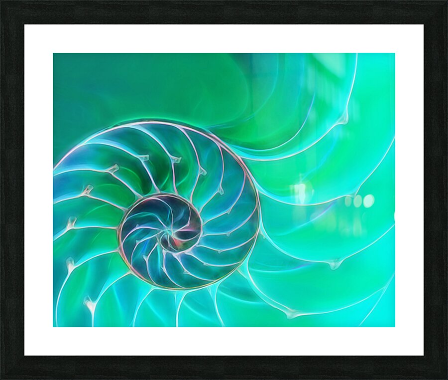Nautilus Aqua Spiral Picture Frame print