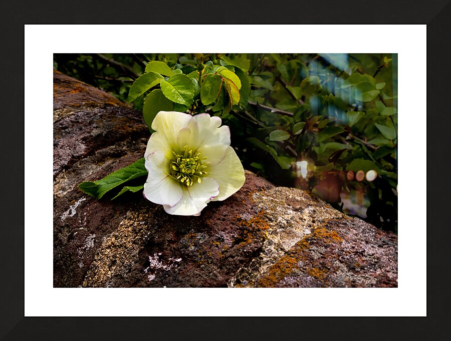 Lynchburg Old City Cemetery Lenten Rose Picture Frame print