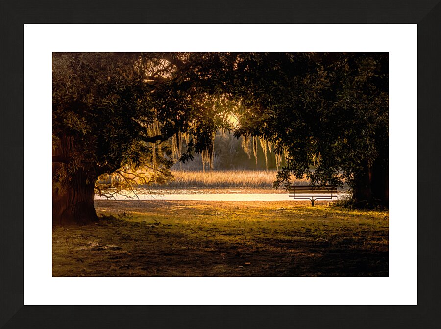Sunrise Through the Trees 1 Picture Frame print