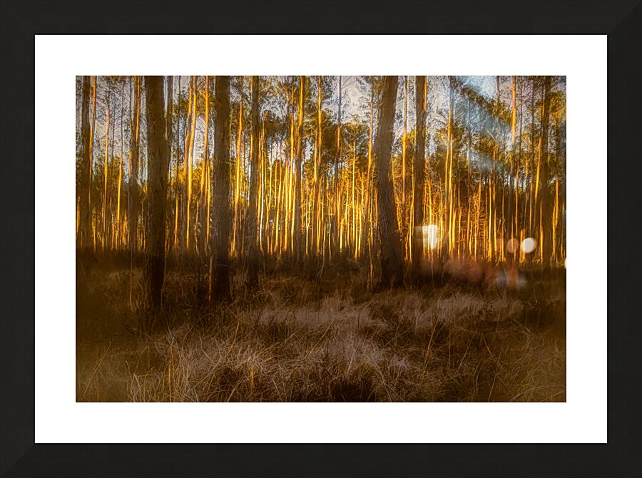 The Forest Glow at Sunset Picture Frame print