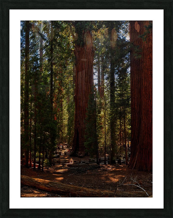Ancient Grandeur: Gazing Upon the Splendor of General Sherman Picture Frame print