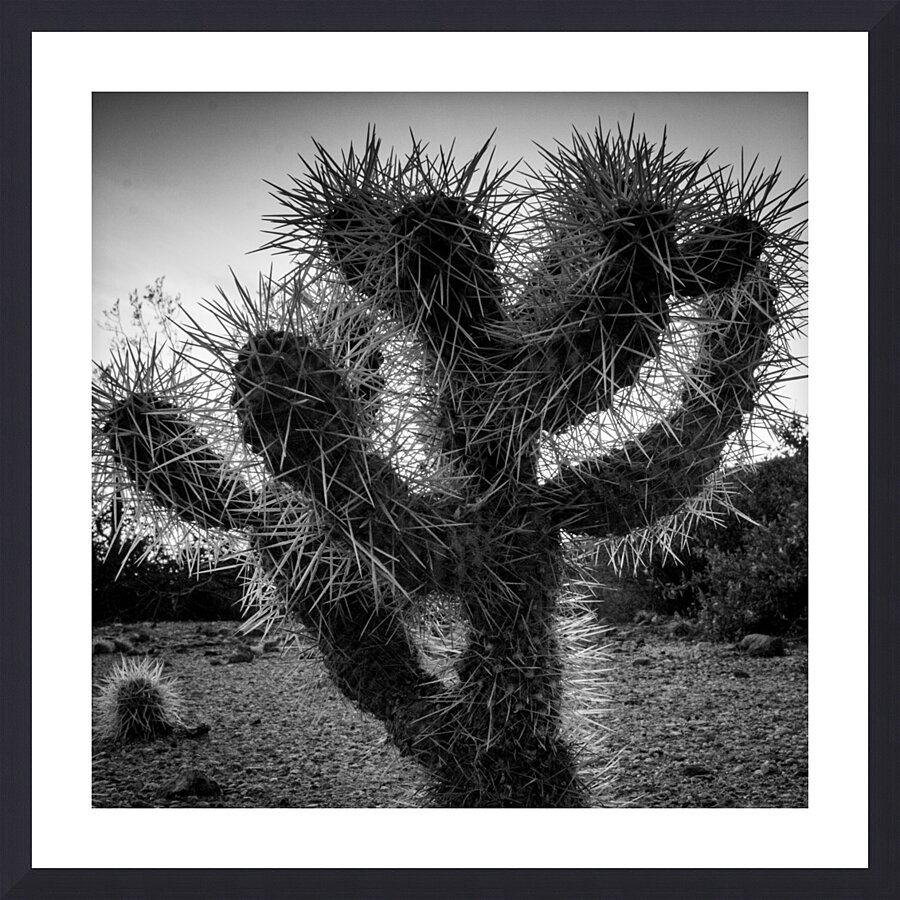 cholla cactus at dusk  square 1955 Cholla 13k Picture Frame print