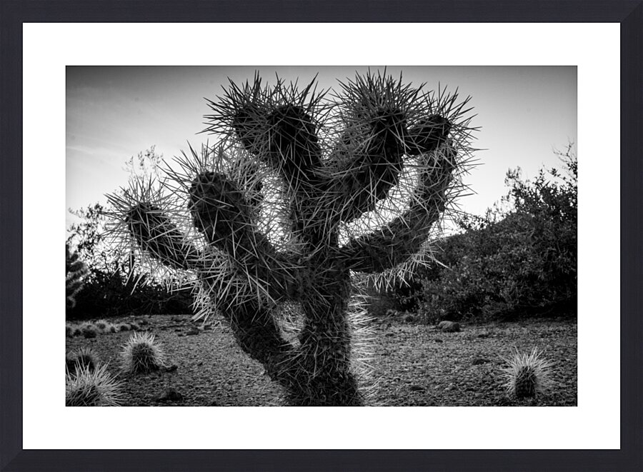 cholla cactus at dusk  horizontal 1955 Cholla 13k Picture Frame print