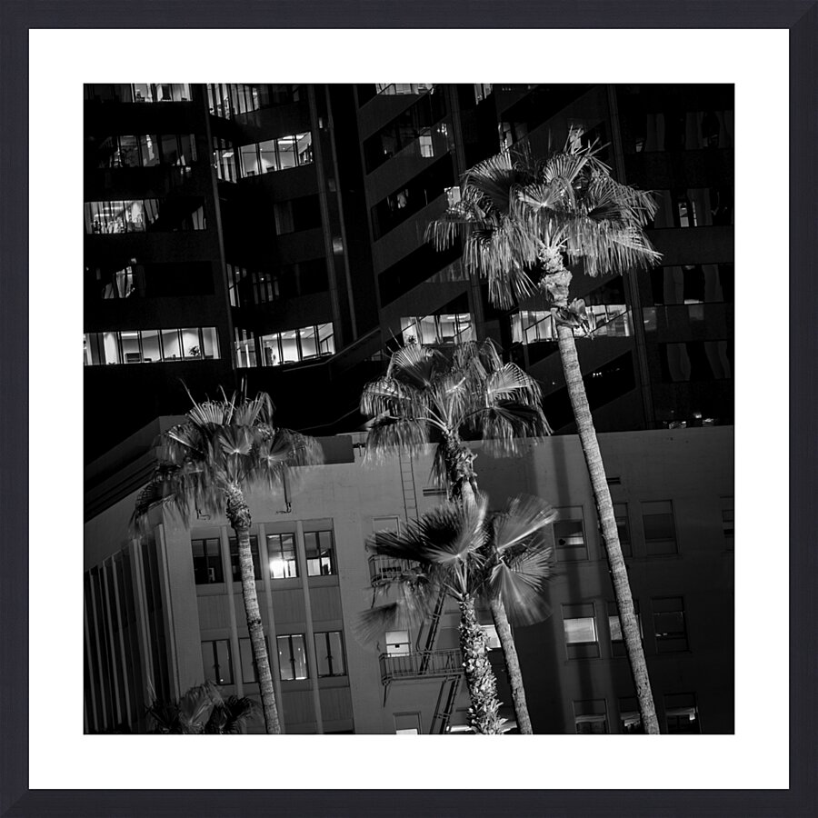 palm trees downtown phoenix  square 313 Palms 13k Picture Frame print