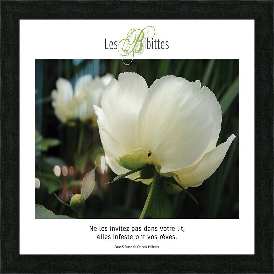 LES BIBITTES 11 Picture Frame print