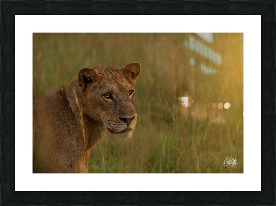 Simba Picture Frame print