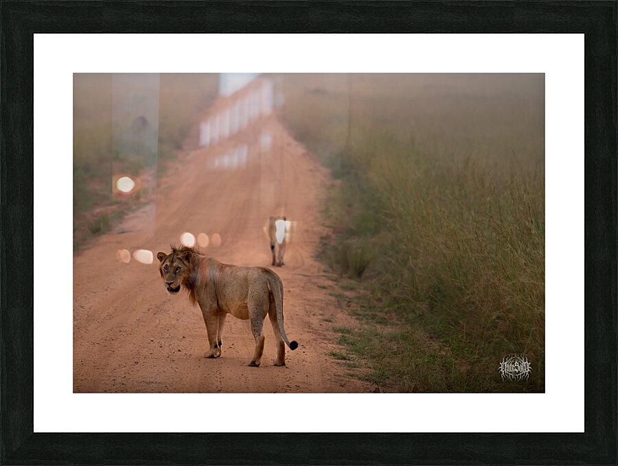 Stray Cat Strut Picture Frame print