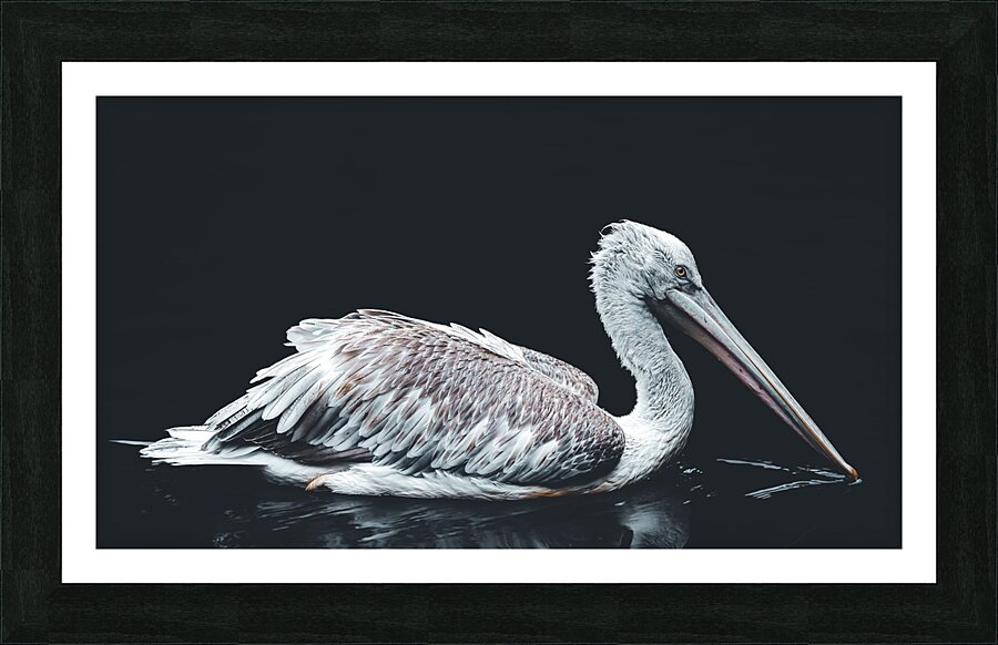 Dalmation Pelican Picture Frame print