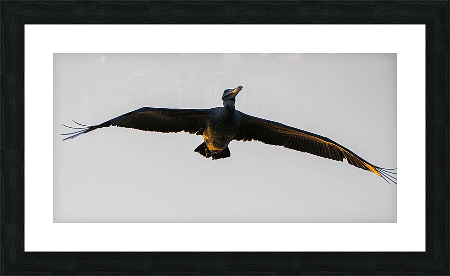 White Pelican flyby Picture Frame print