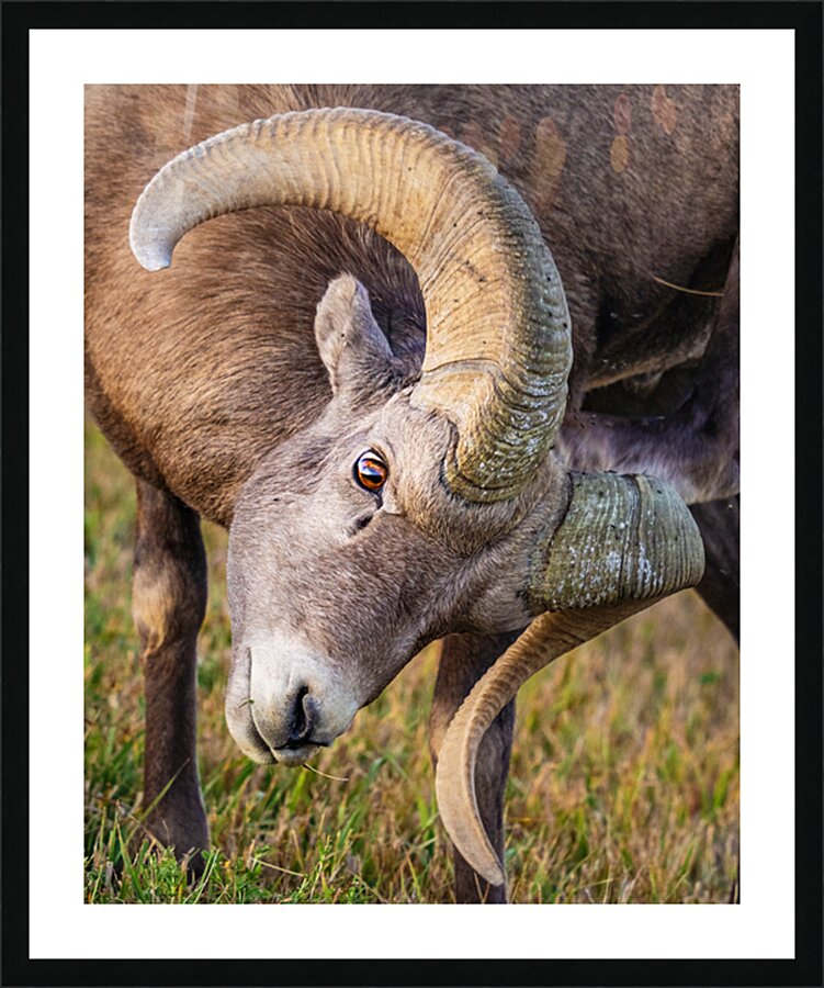  Fine Art print