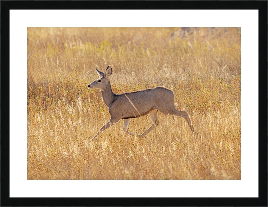 Deer Prance Picture Frame print
