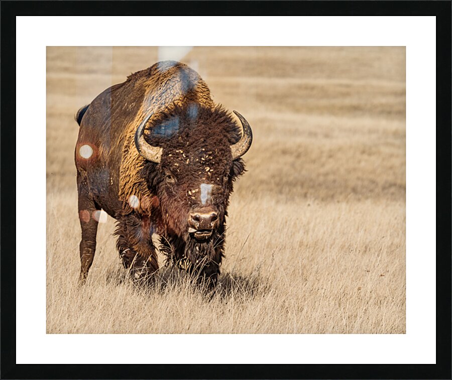  Fine Art print