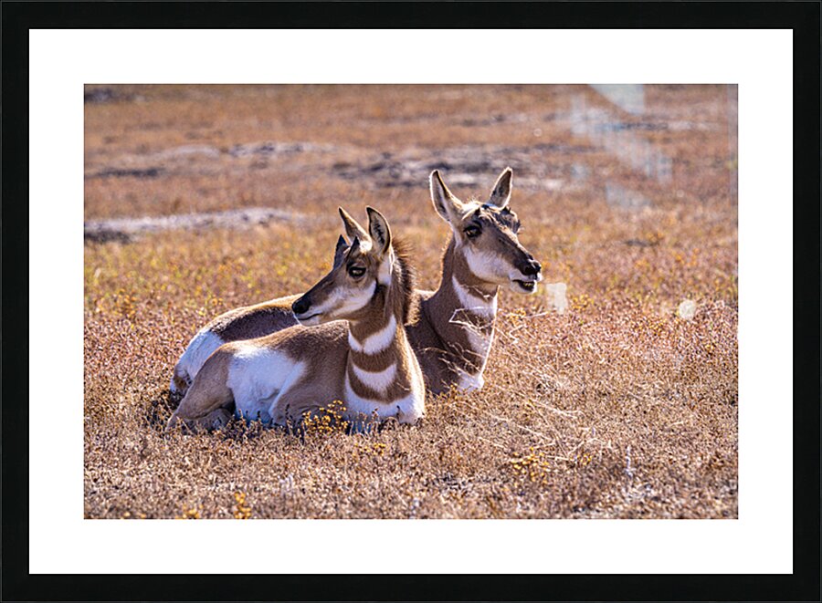 Pronghorn Couple Picture Frame print