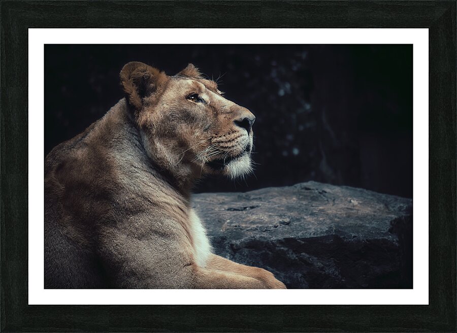 Lioness  Framed Print Print
