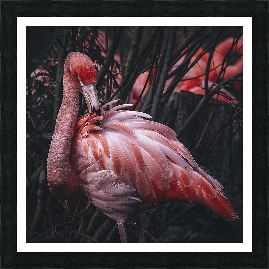 Flamingo Picture Frame print