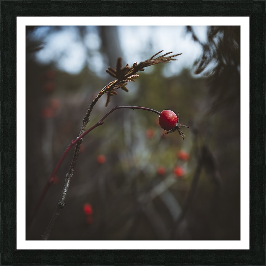  VOP5728  Framed Print Print