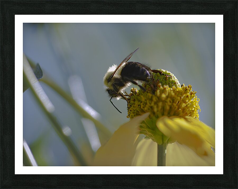 Bee - Yellow Flower  Framed Print Print