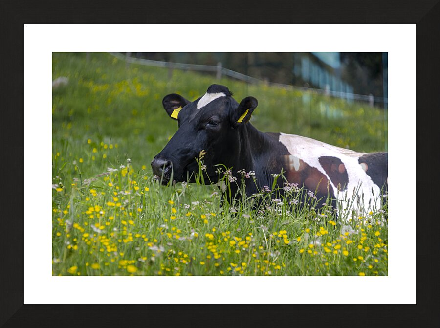 Dolomite Happy Cow Picture Frame print