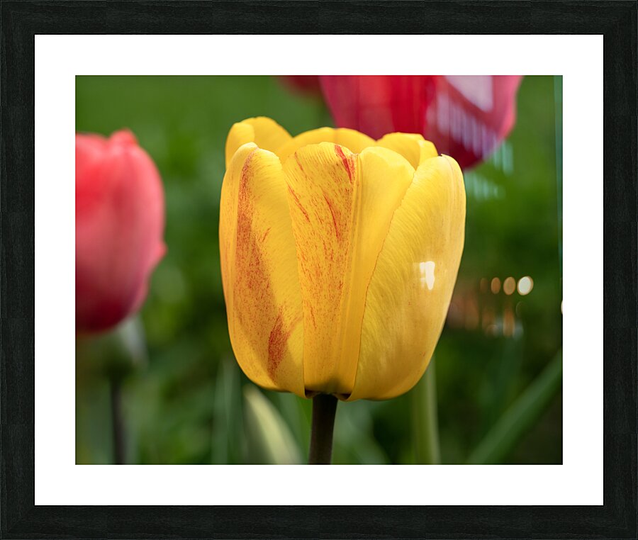 Surrounded by Beauty Picture Frame print