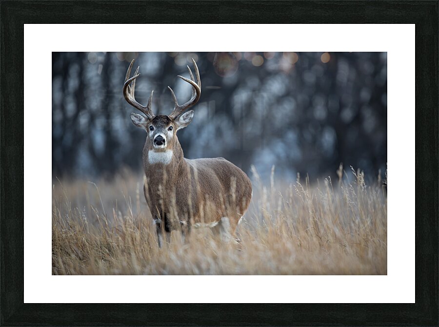 Brandon Buck Picture Frame print