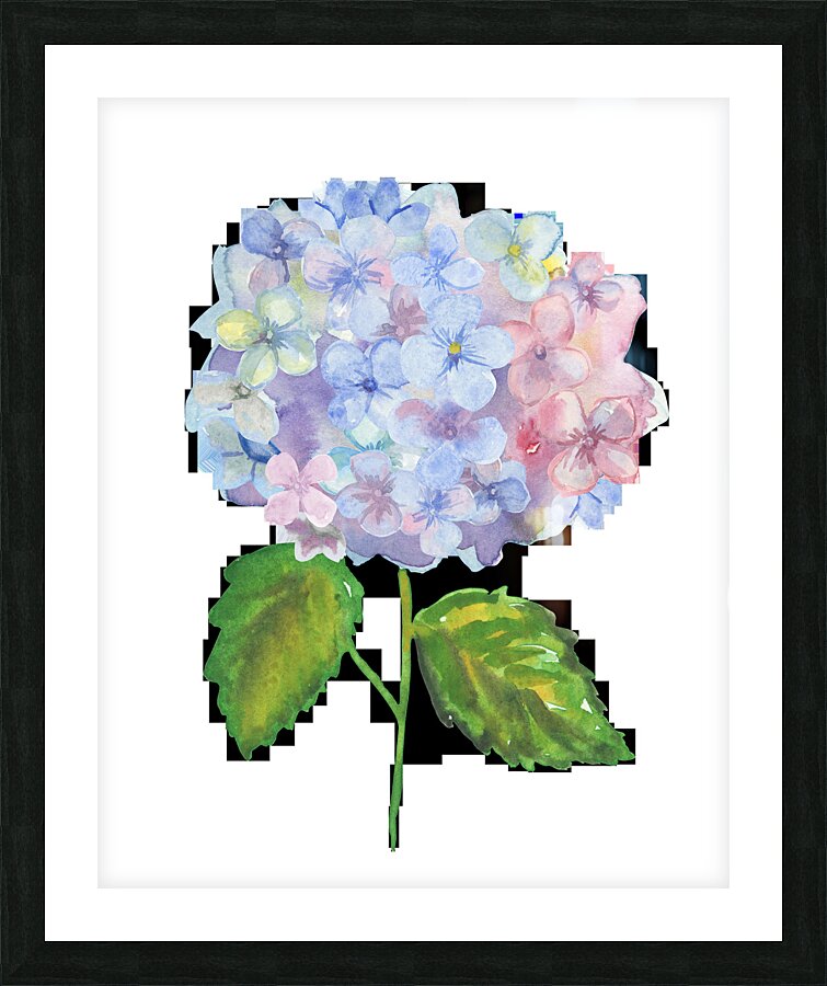 Hydrangea 1 Picture Frame print