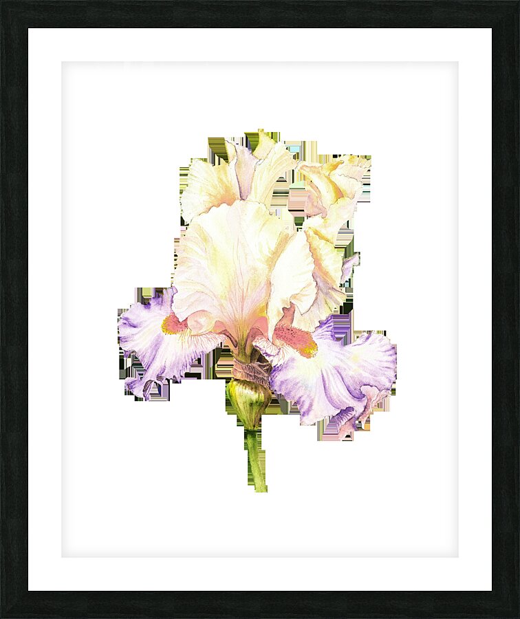 Watercolor Flower Minimalism PNG 19 Picture Frame print