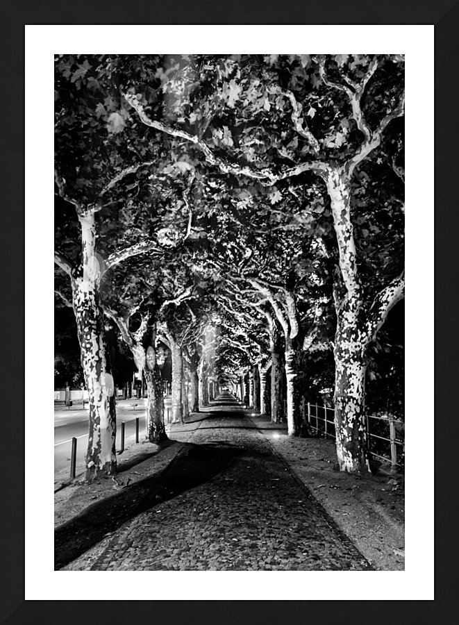 Frankfurt Sycamore Tunnel Black and White Picture Frame print
