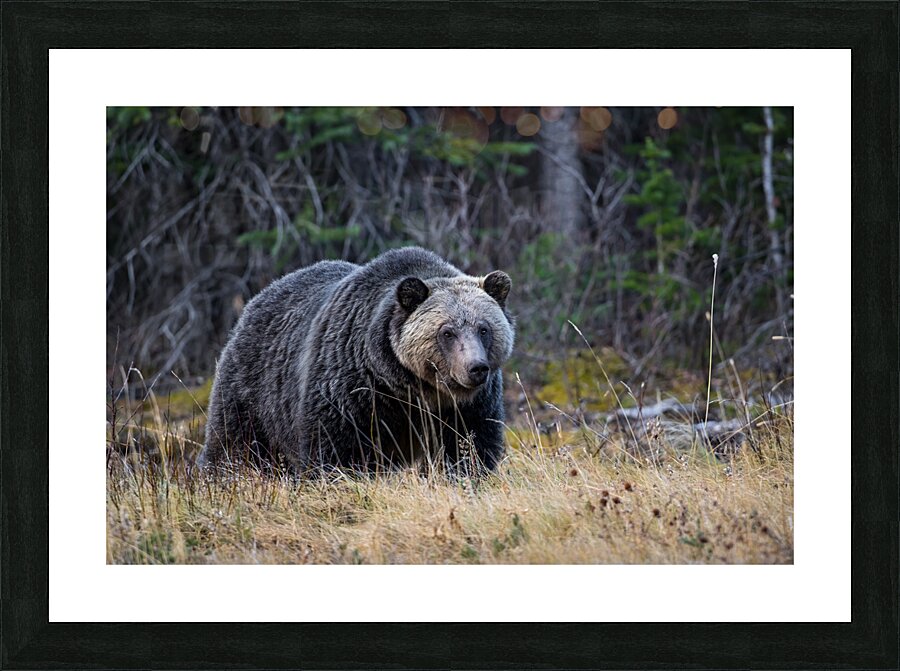 One Huge Momma  Picture Frame print