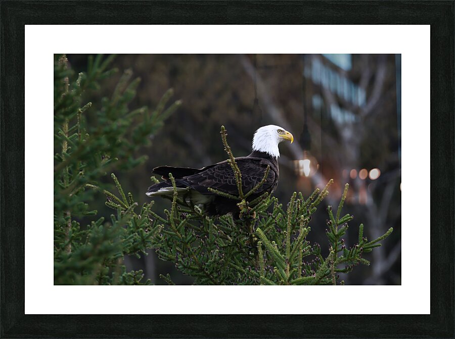 Where Eagles Dare Picture Frame print
