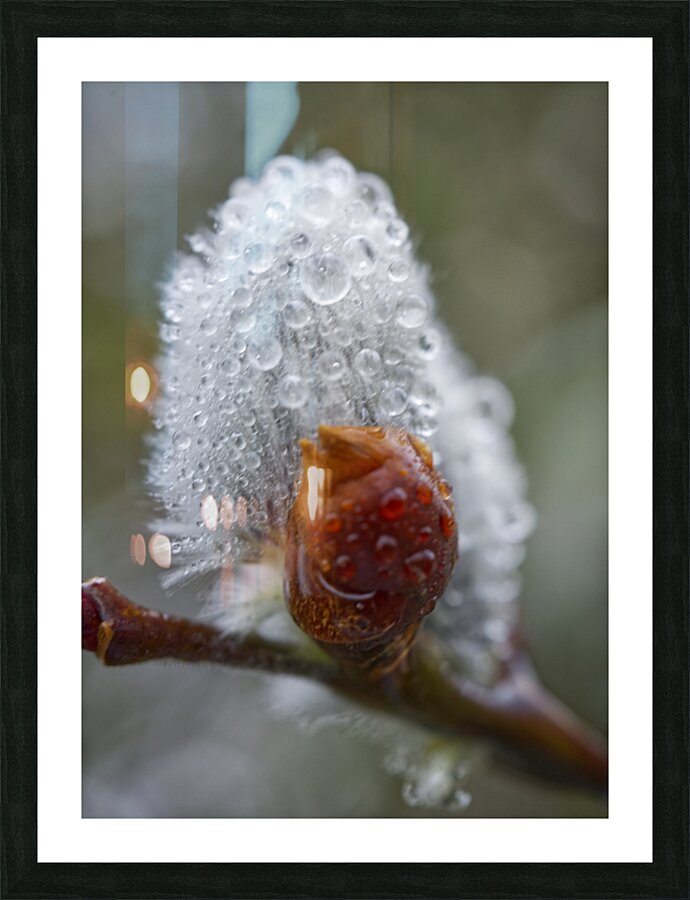 Pussy Willow Bud Picture Frame print