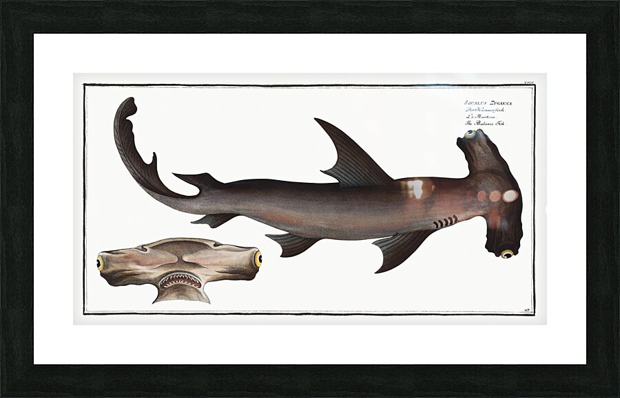 邦楽 Hammer Head Shark - BYE MY NAKED Hammer Head Shark / BYE MY NAKED | The Domestic