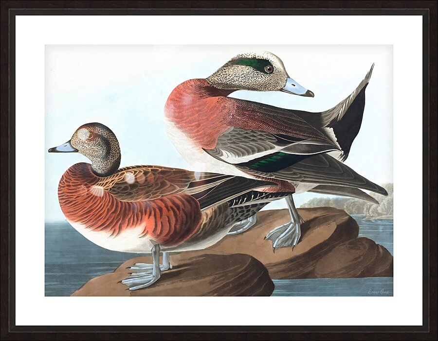 American widgeon duck 1827 Picture Frame print