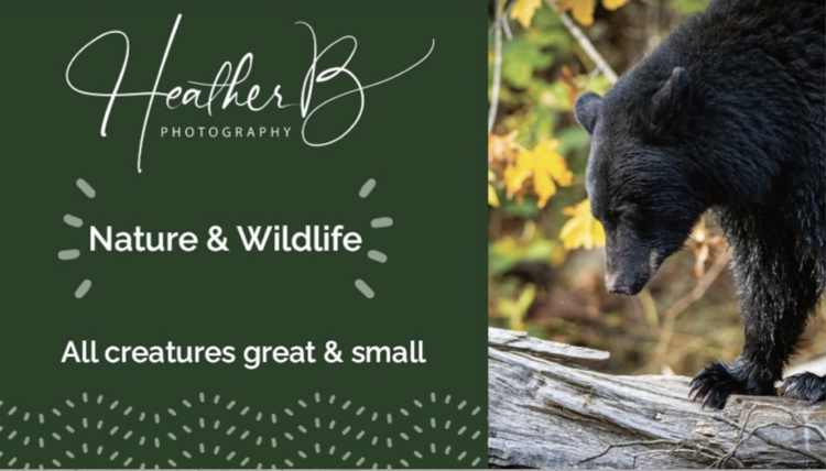 Heather Bee Photography