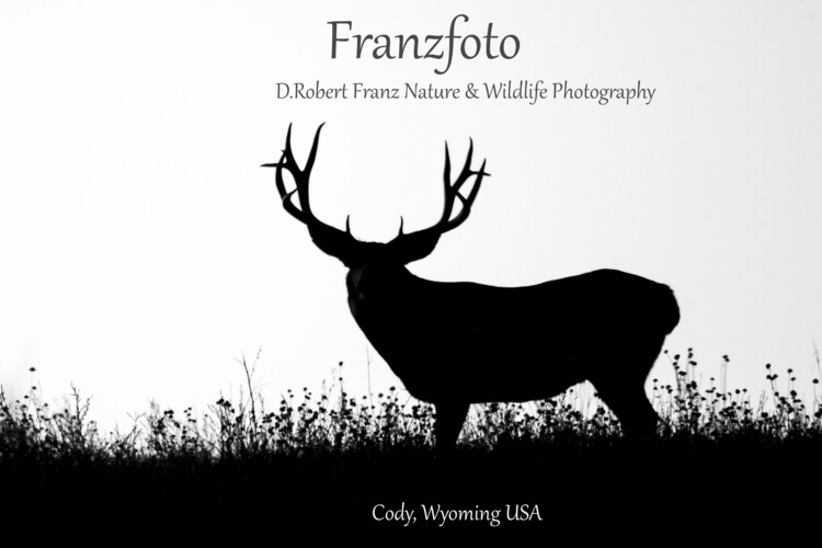 D Robert Franz