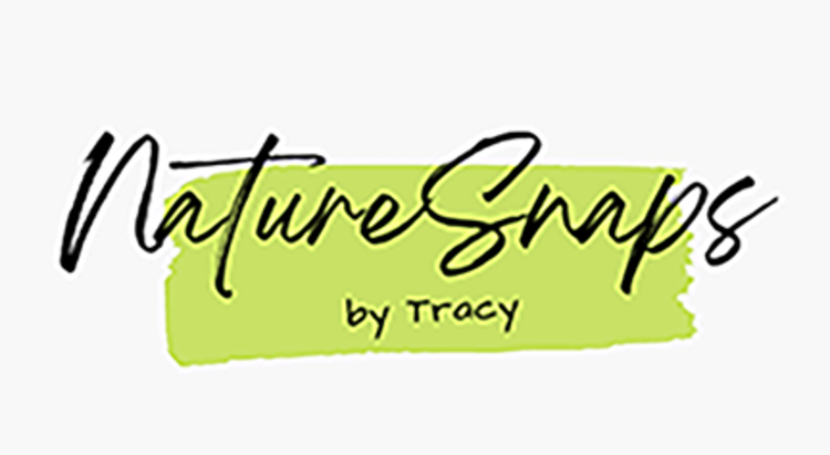 Tracy Hanes