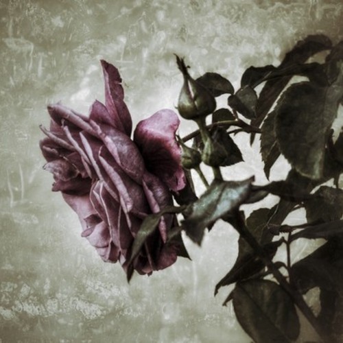 Digitalu Photography