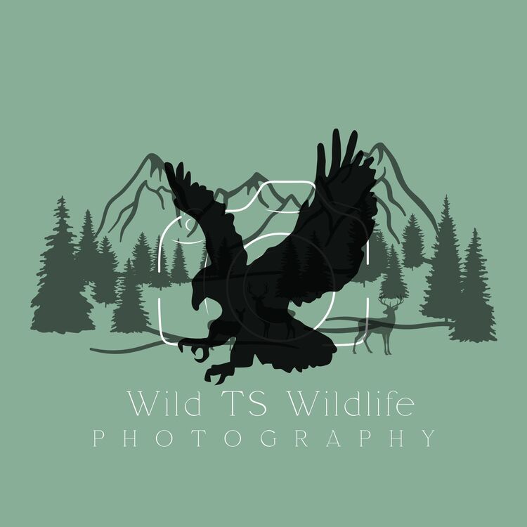 Wild TS designs