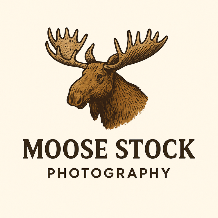 MOOSE STOCK PHOTOGRAPHY