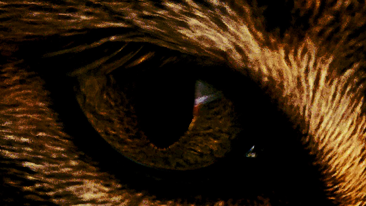 Ras  Eye Photography   Digital Art
