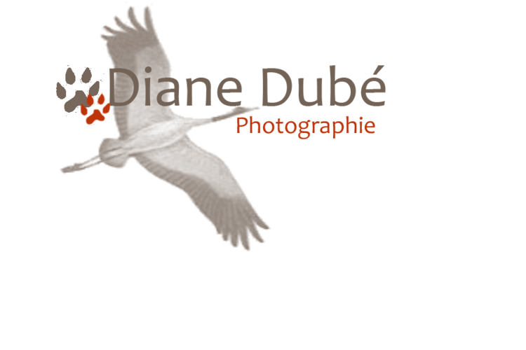 Diane Dube