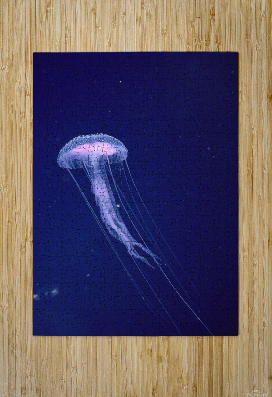Hawaii, Jellyfish With Long Tentacles In Blue Sparkling