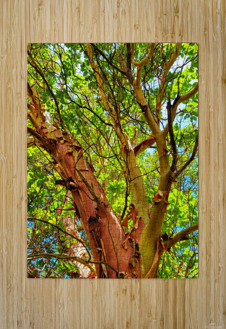 Arbutus Peeling Tree Adam Copp Puzzle printing