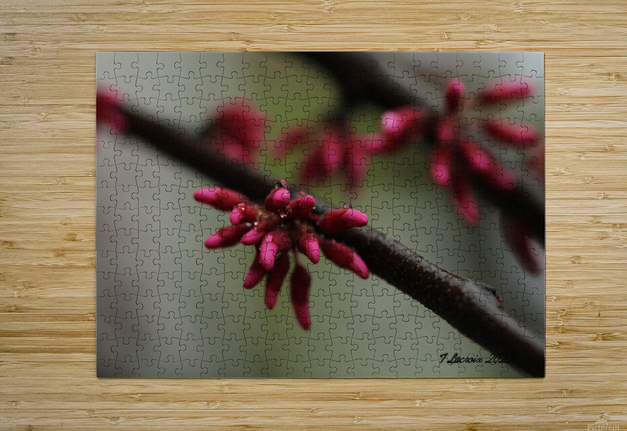 Spring Time My Front Yard A Redbud Tree Tony Lacroix Puzzle printing