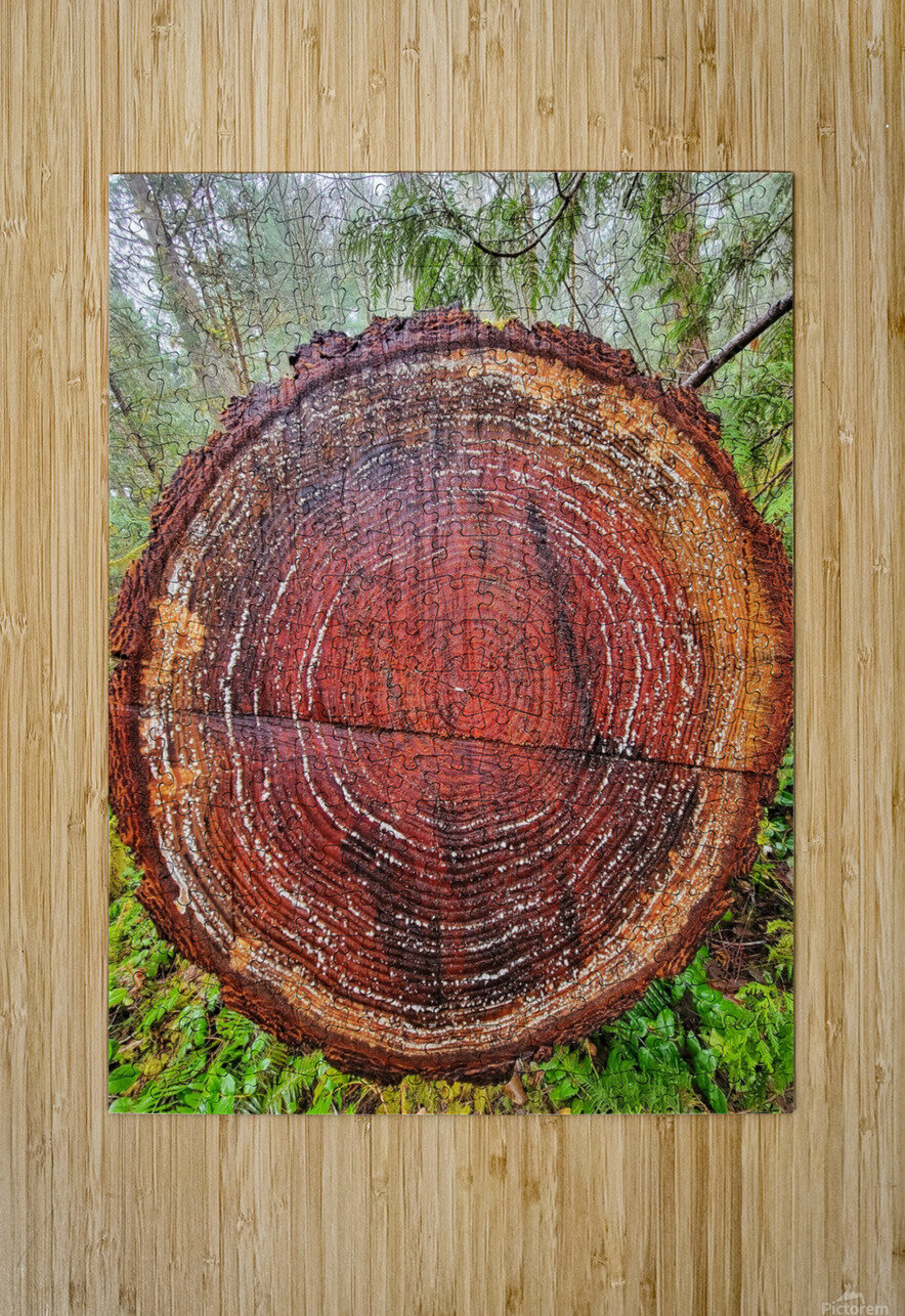 Tree Rings Adam Copp Puzzle printing