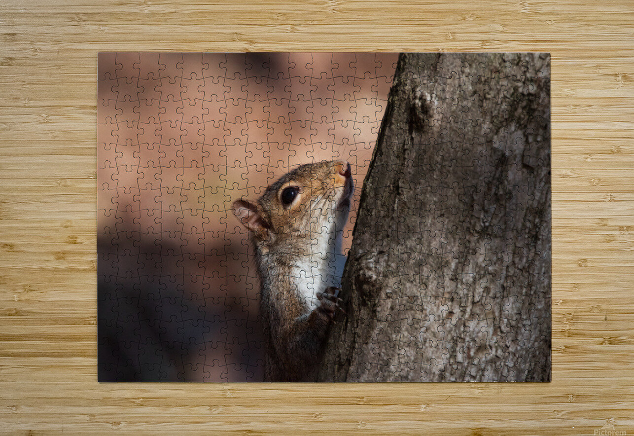 Squirrel in the Sunlight Chad Meyer Puzzle printing