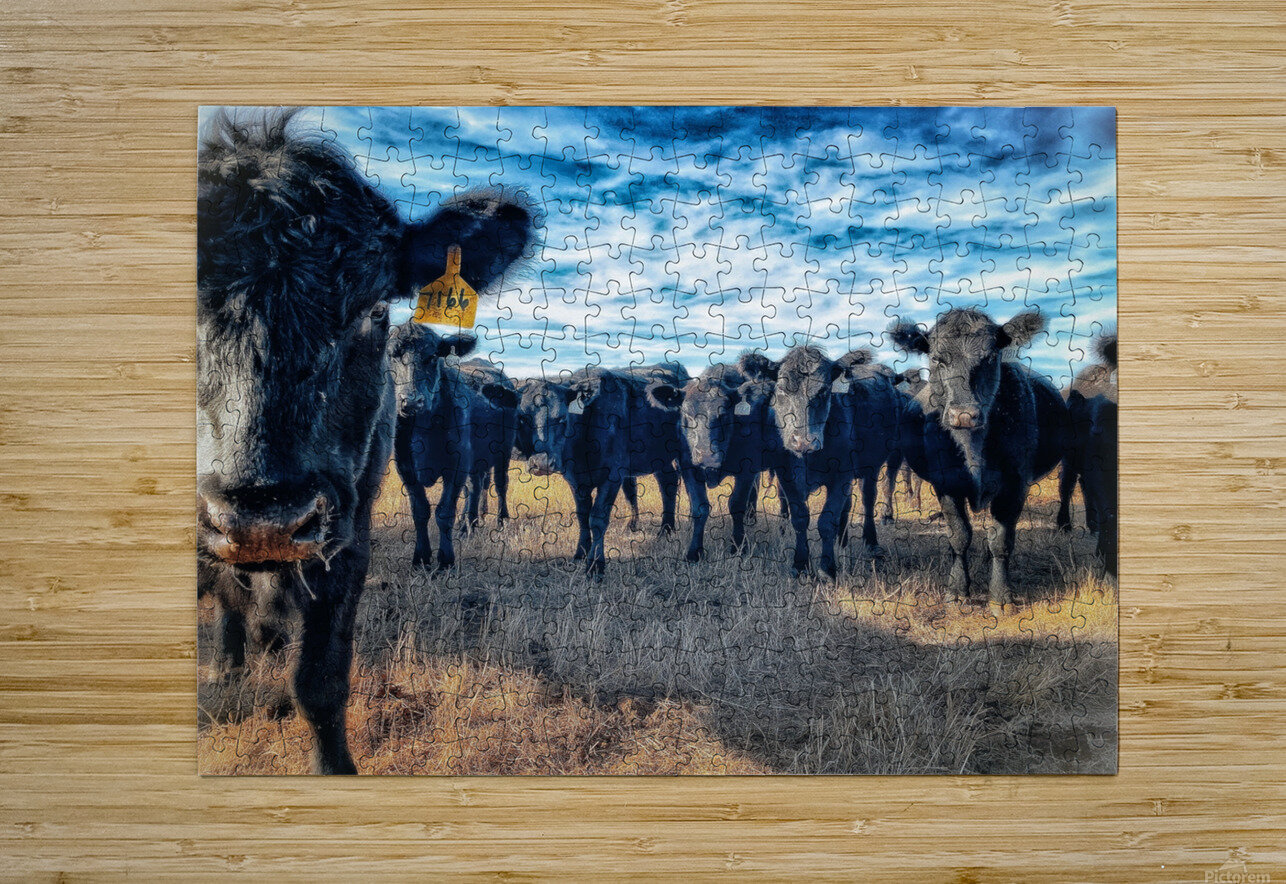 Curious Angus Sunset Chasin Adventure Photography Puzzle printing
