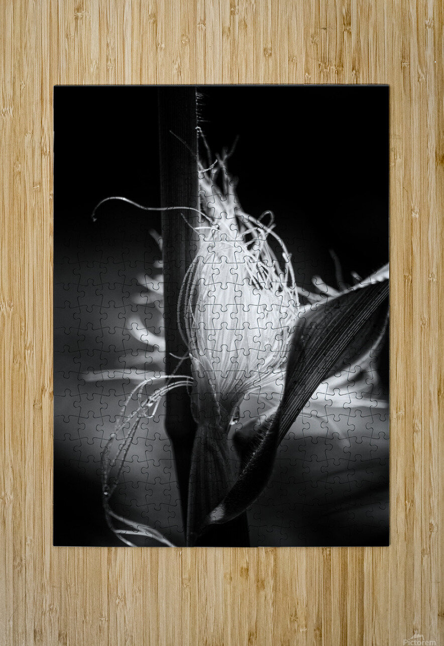 Corn Silk Summer R Natale Photography Puzzle printing