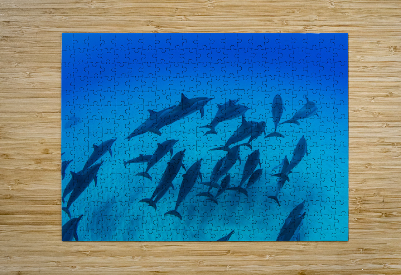School of dolphins swimming in Pacific Ocean HI 175014 Panoramic Images Puzzle printing