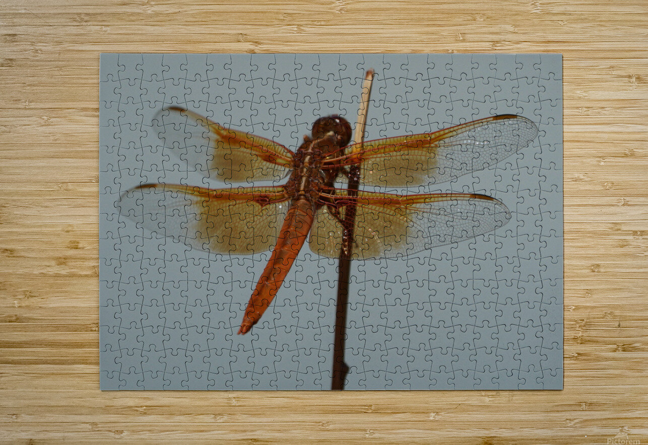 Dragonfly Denise Thrasher Puzzle printing