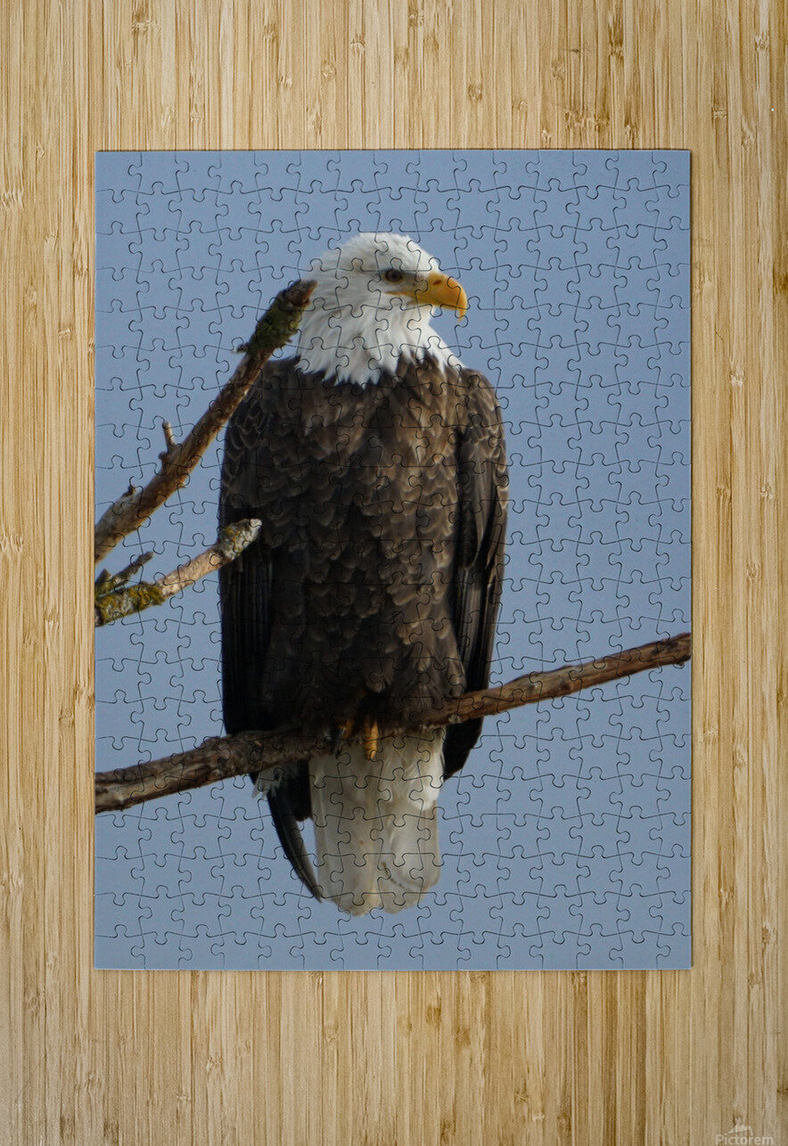 Eagle Perch Denise Thrasher Puzzle printing